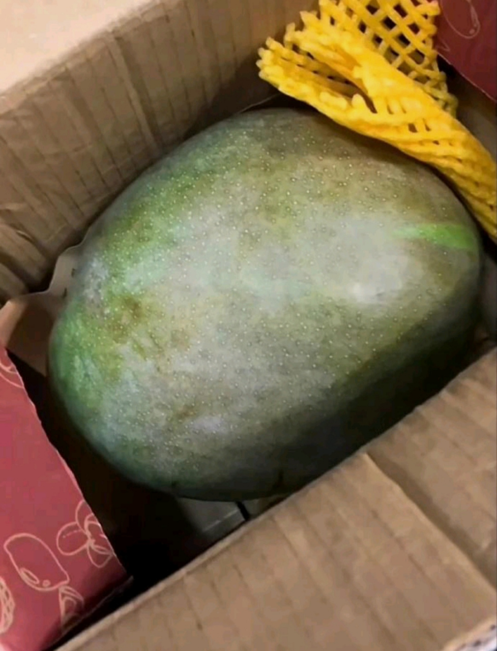 网上买了5斤芒果,商家发来…这是芒瓜吗?