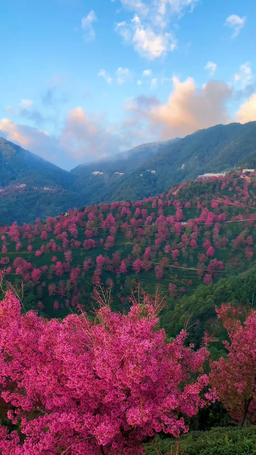 无量山樱花谷