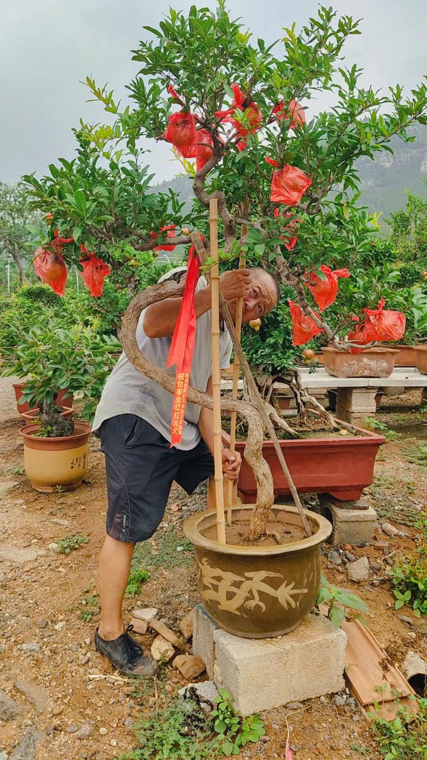 精品文人石榴盆景