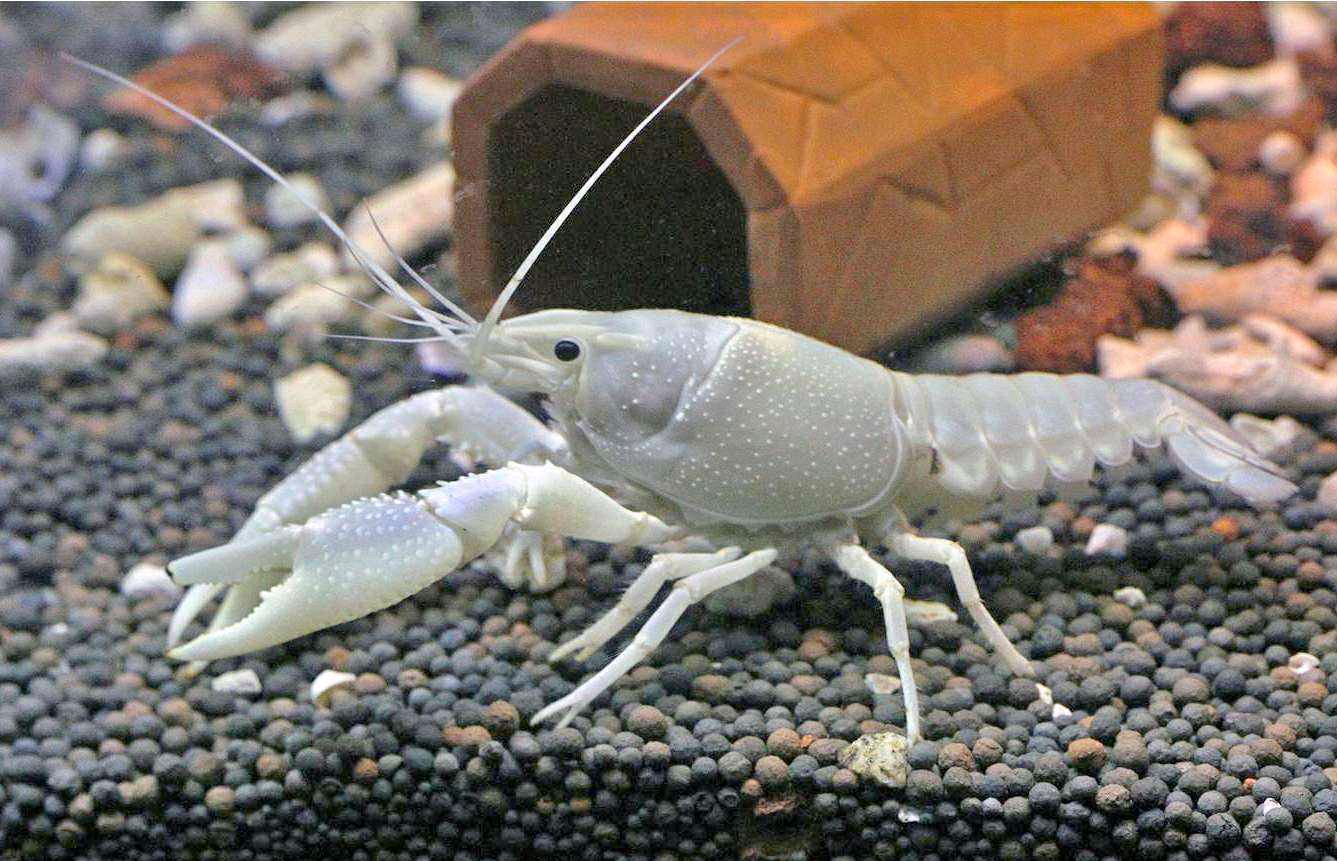 十大最美丽的观赏虾,让鱼缸从此不再寂寞