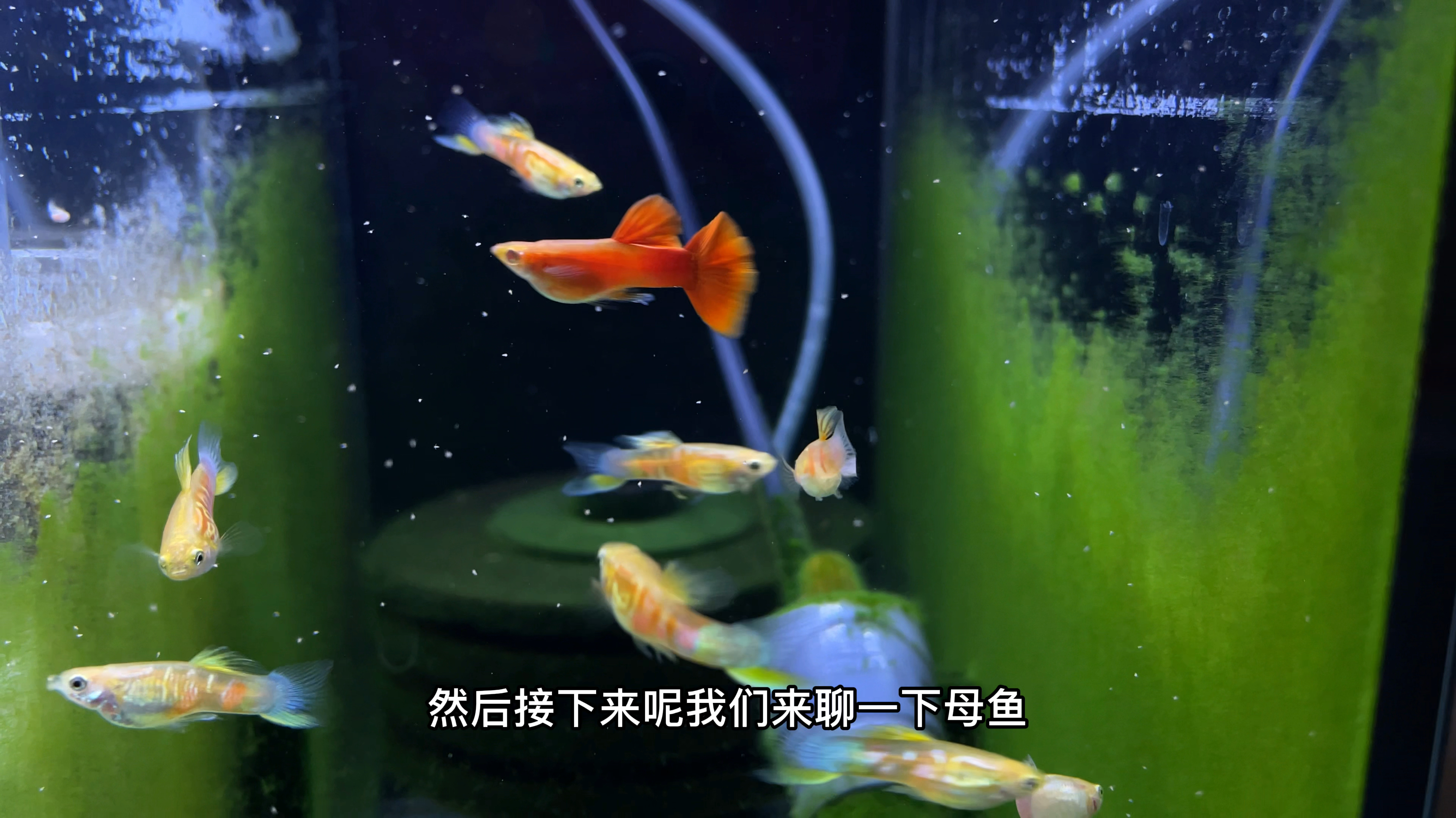 区分孔雀鱼公鱼还是母鱼,可以从这三点去判断