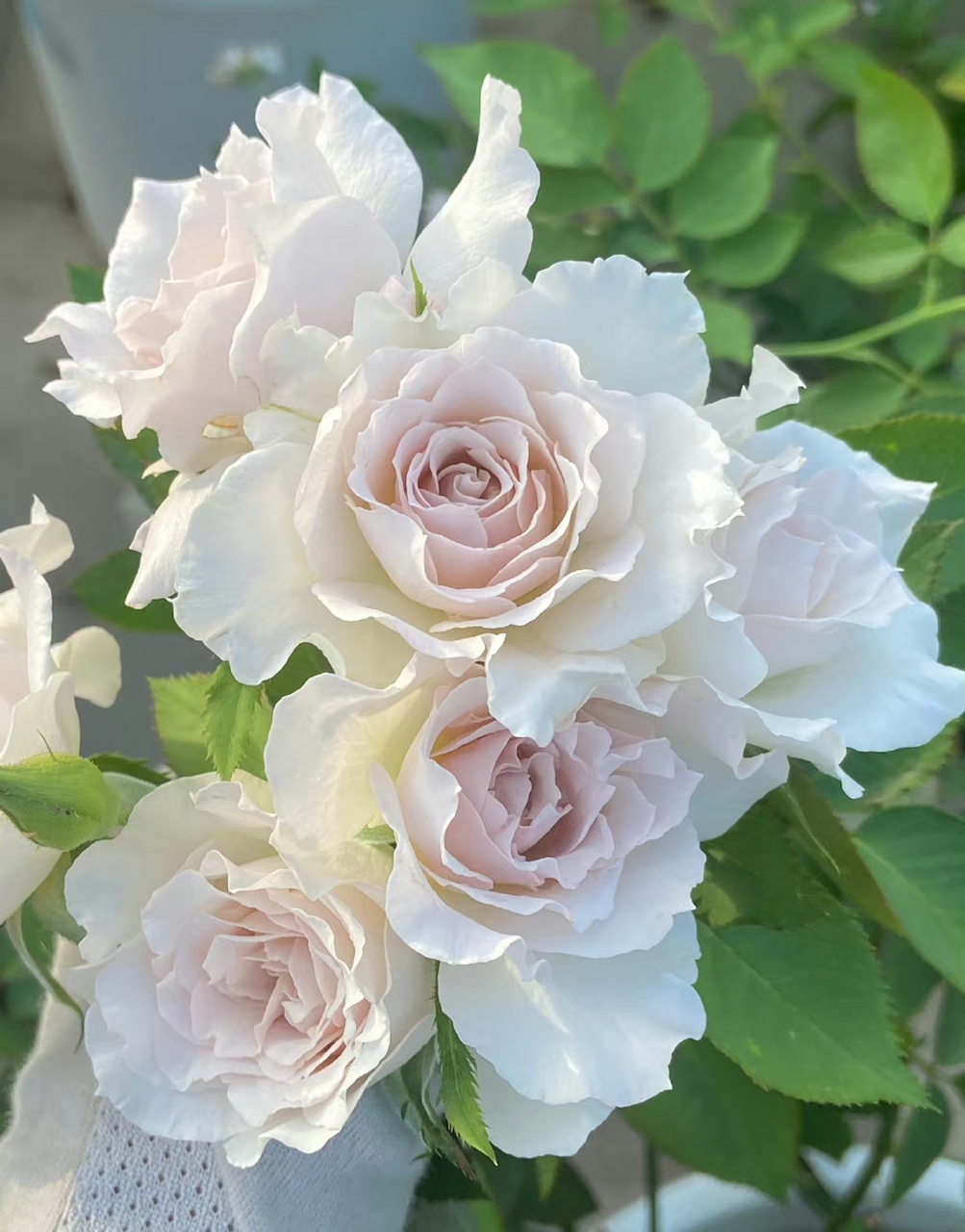 莎菲天使是日本河本纯子育种的一款月季,植株高度在120厘米左右,花朵