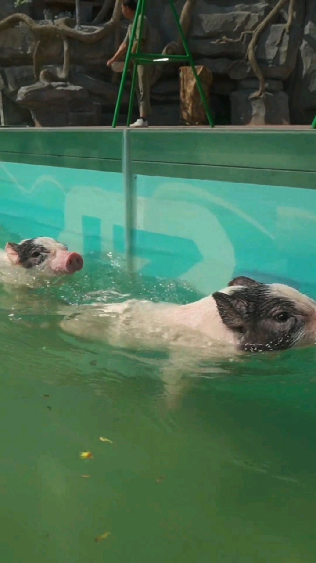 猪游泳姿势不错啊