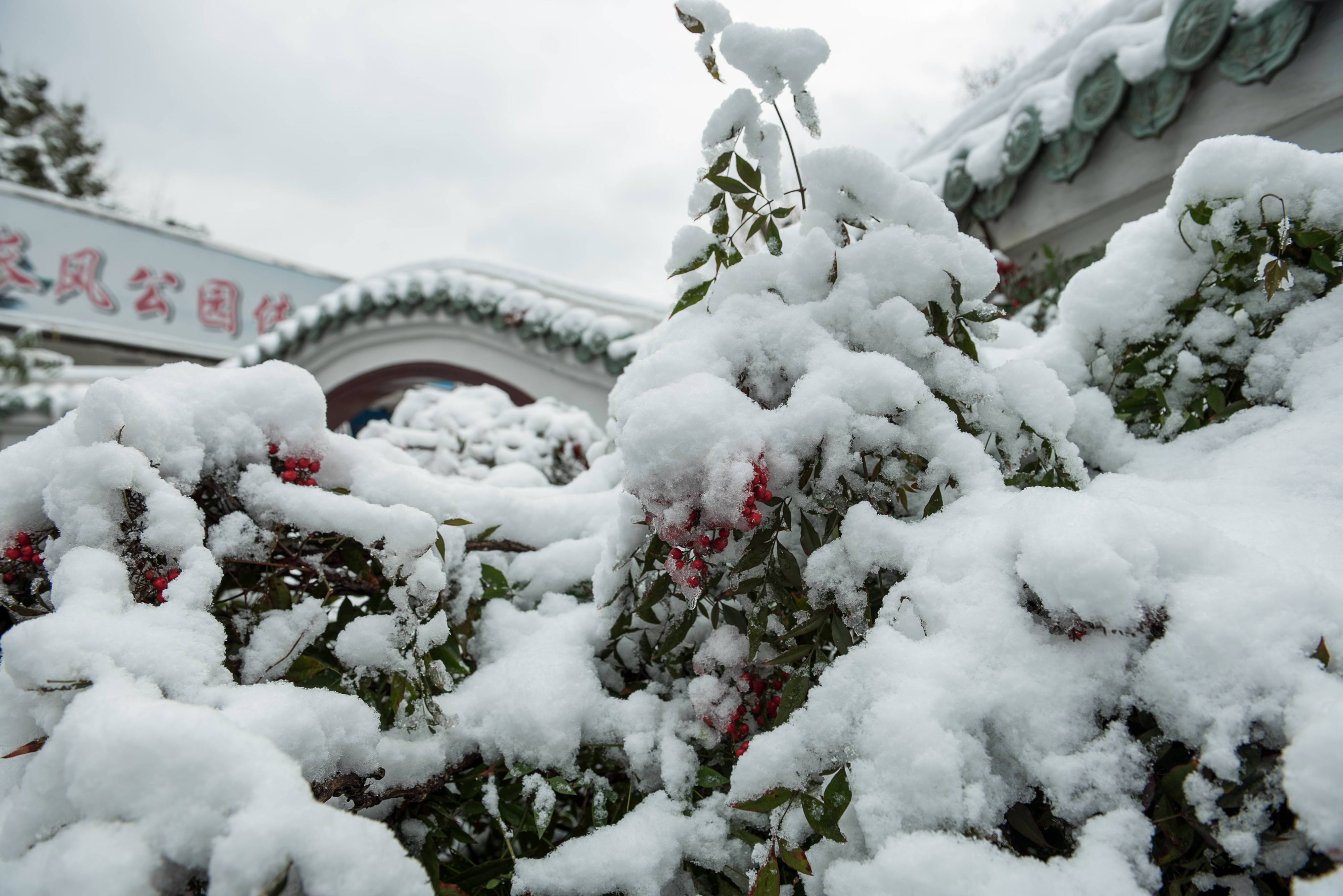 12月7日大雪,老人说 "大雪见三象,坟头遍地起",指的是哪3象?