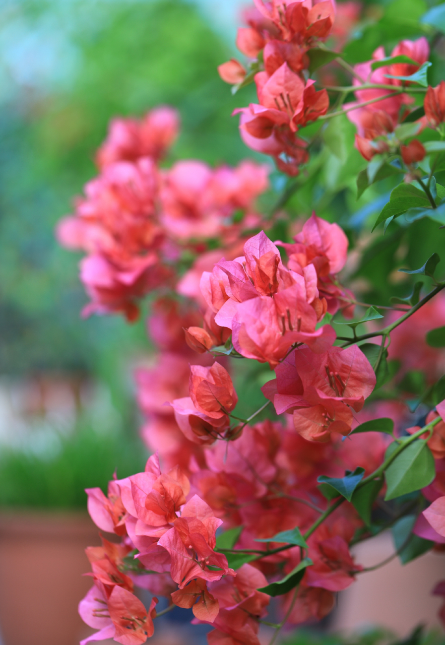 早鲜花,三角梅绿叶橙