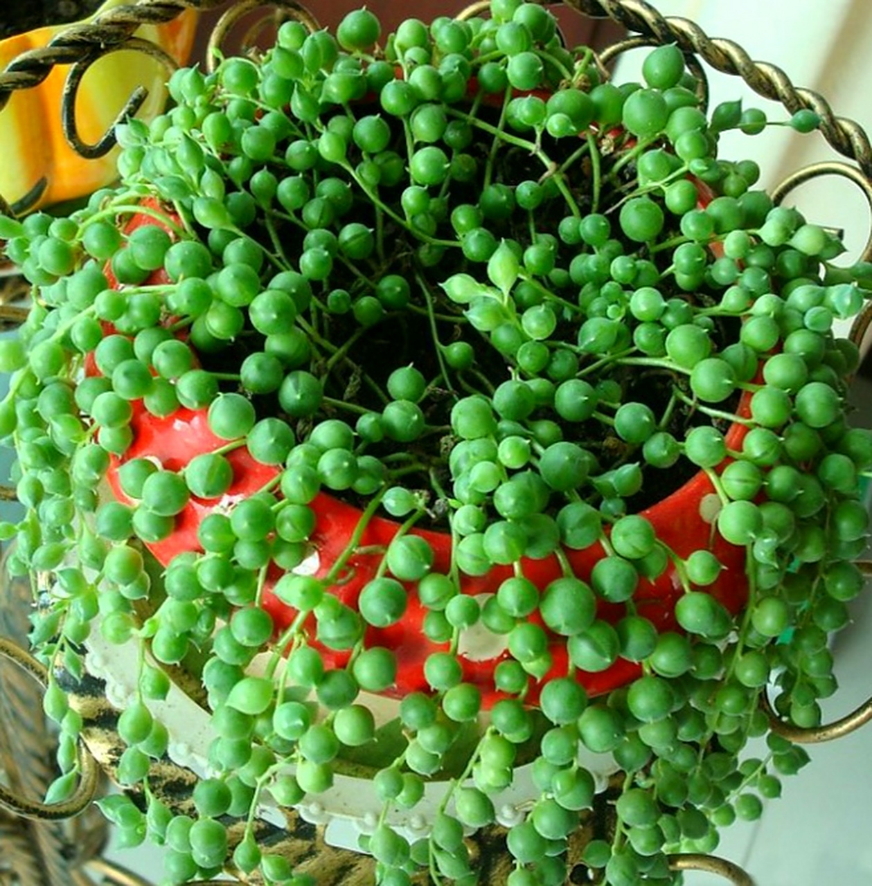分享图片:佛珠 又称绿之铃,多肉植物,串成一串养盆里,垂吊下来,颜色