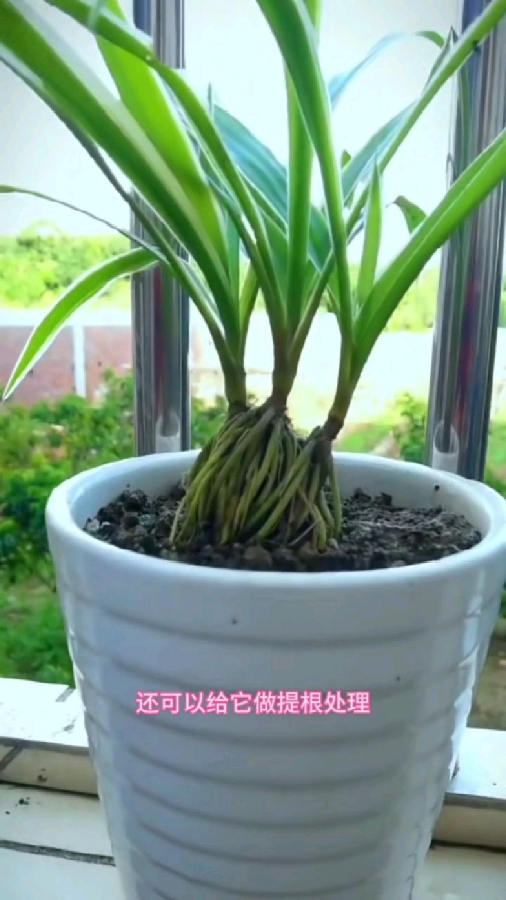 吊兰的提根技巧,让老桩焕发新生