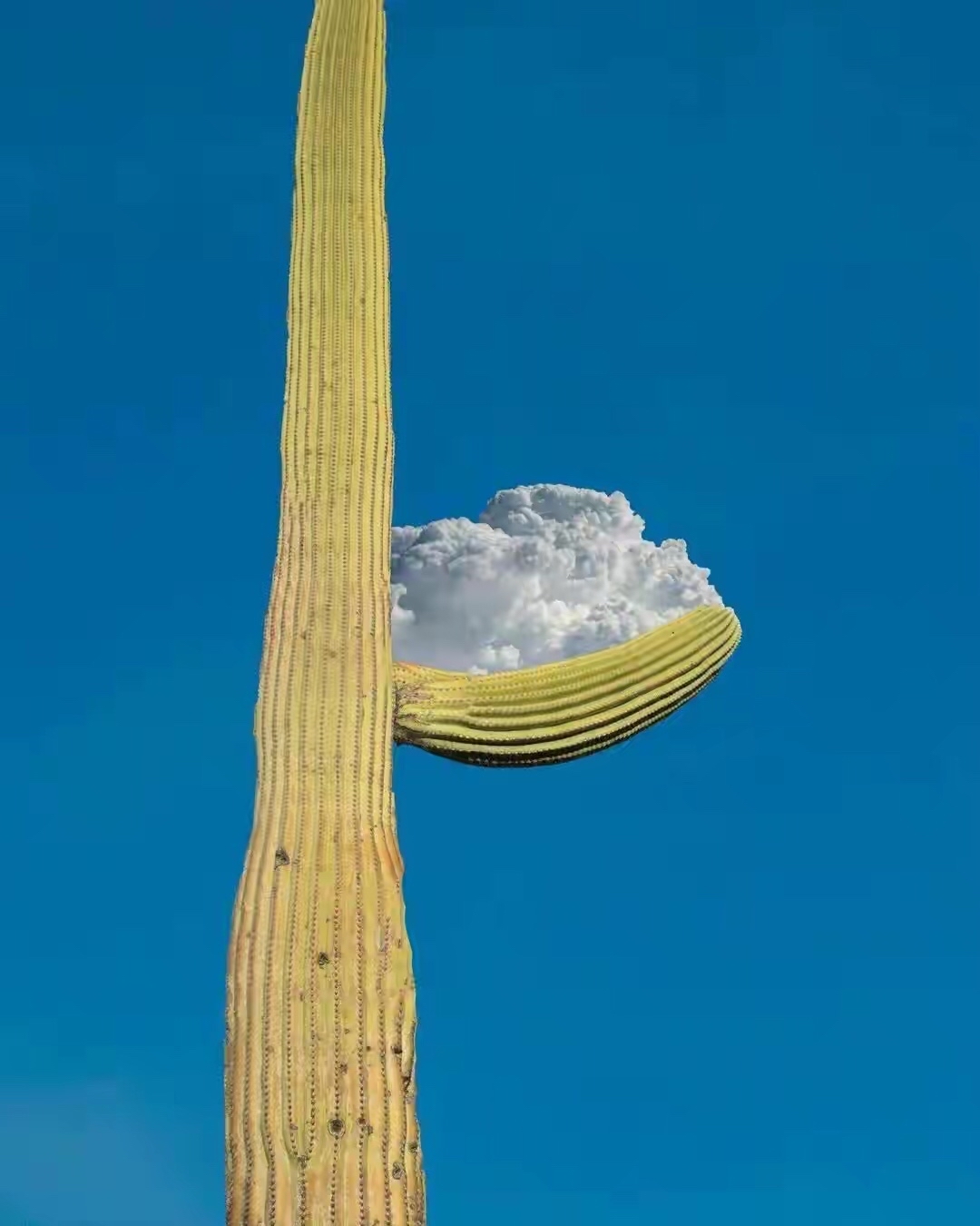 错位风景图:云和树在天空相逢,是巧合,还是一场有预谋的相遇?