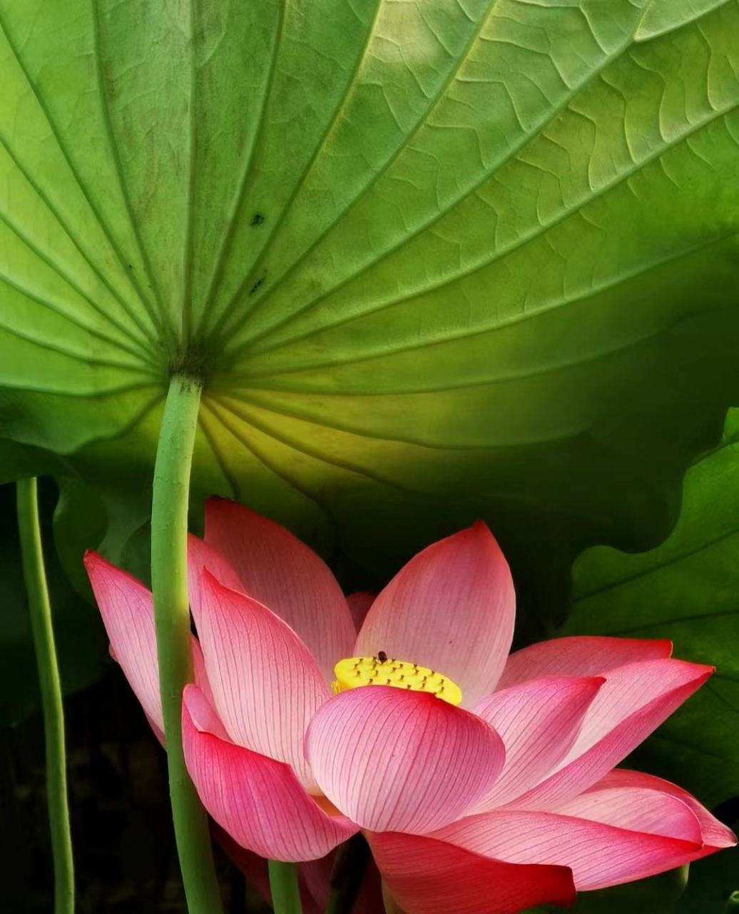 夏天的代表  荷花