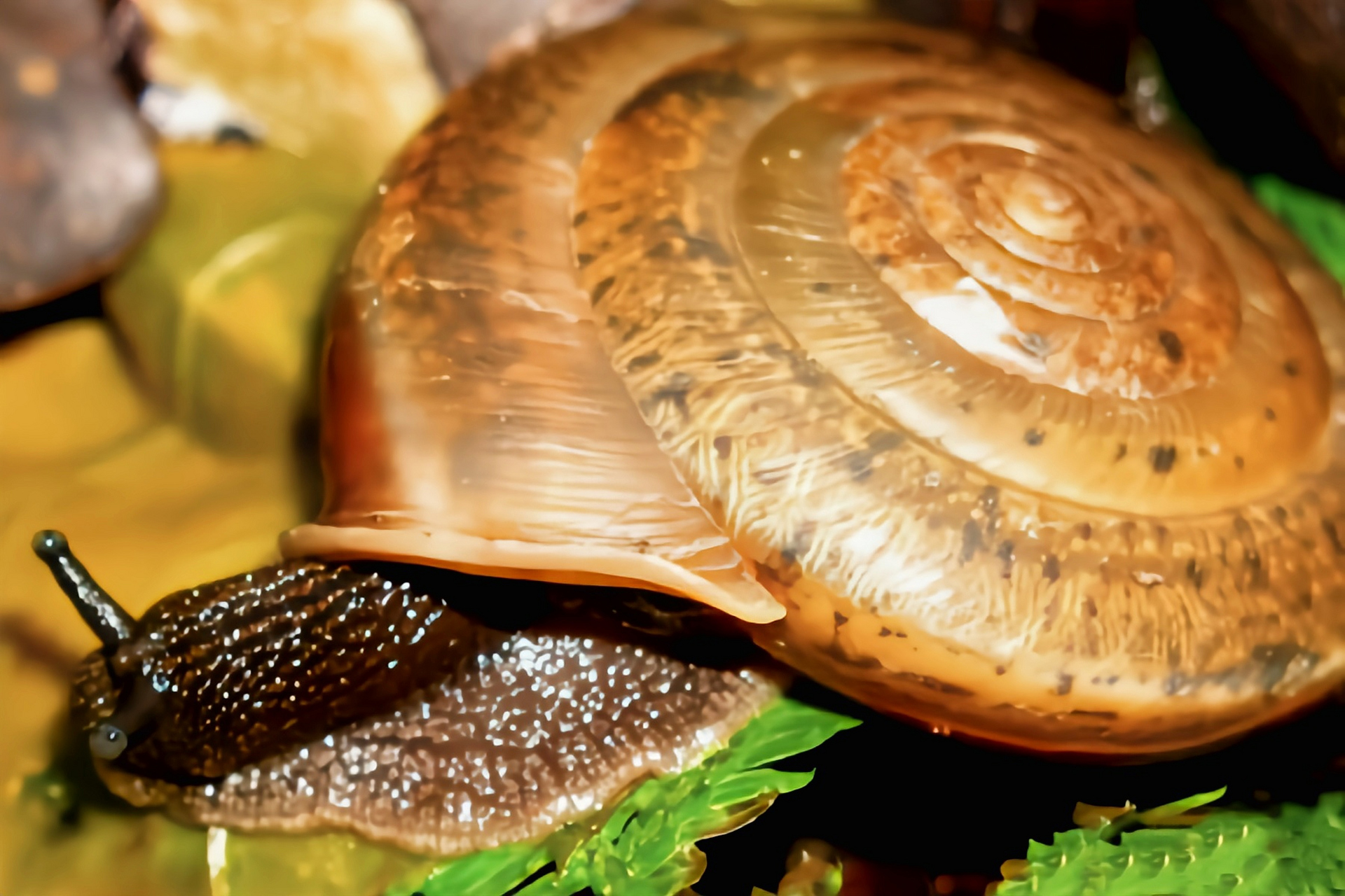 每天认识一种动物——蠕虫大脐蜗牛 蠕虫大脐蜗牛分布于我国江苏,浙江