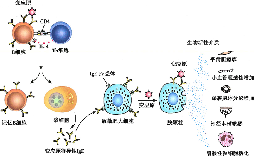专题40 免疫调节知识拓展之过敏反应