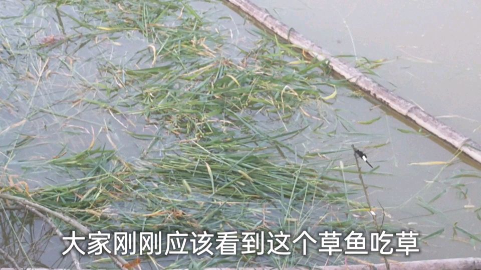 山塘养的草鱼吃草就是厉害,跟牛似的一大把草半天就吃完了!