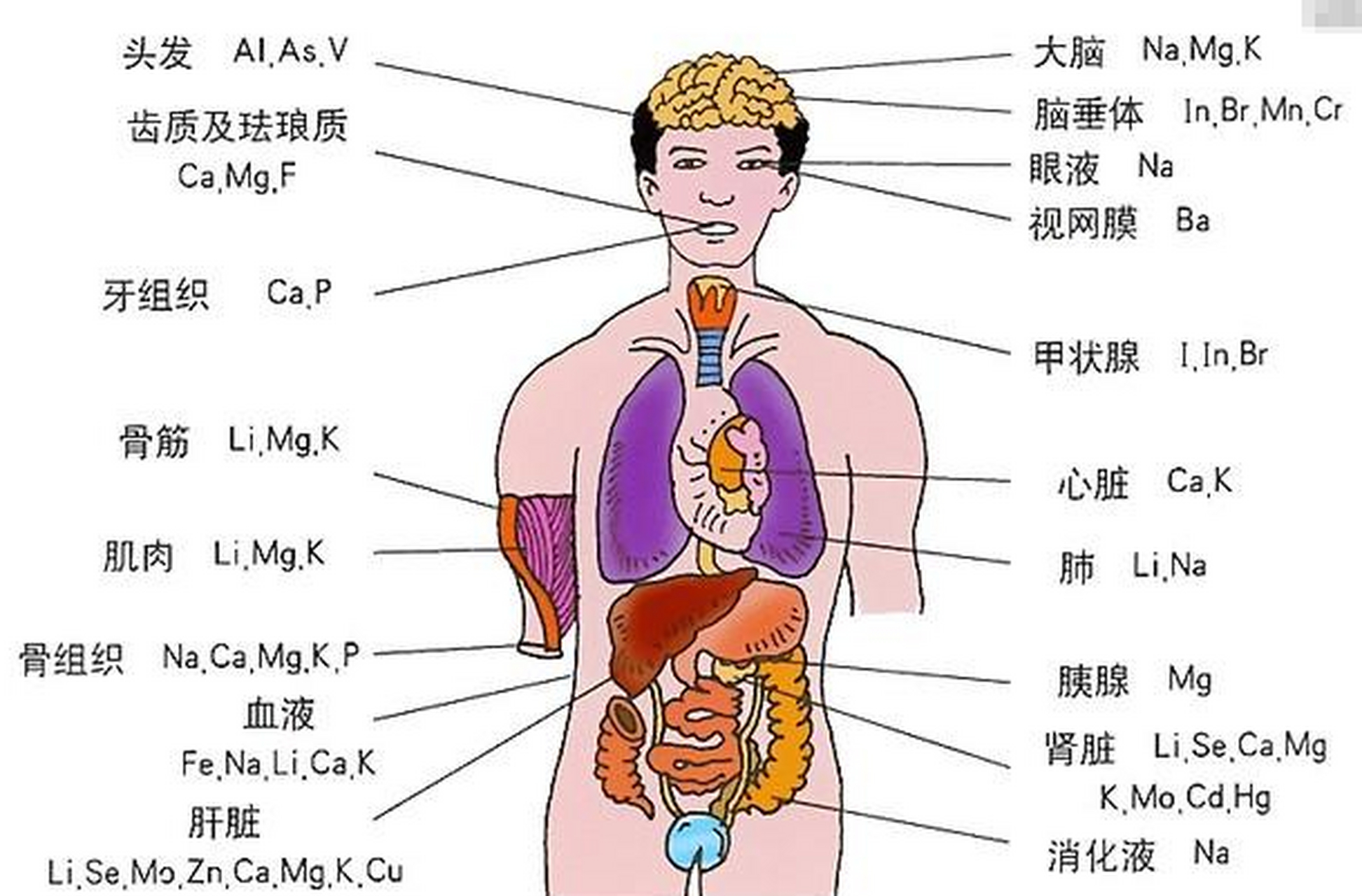 人体左边器官分布图图片