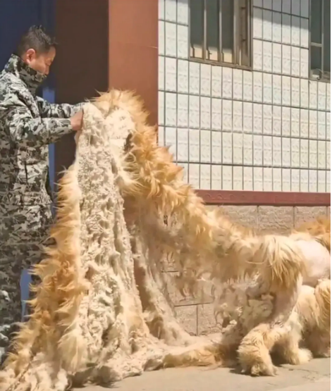 原来藏獒剃毛前后有如此大变化,剃毛前是金毛狮王,剃毛后是绵羊