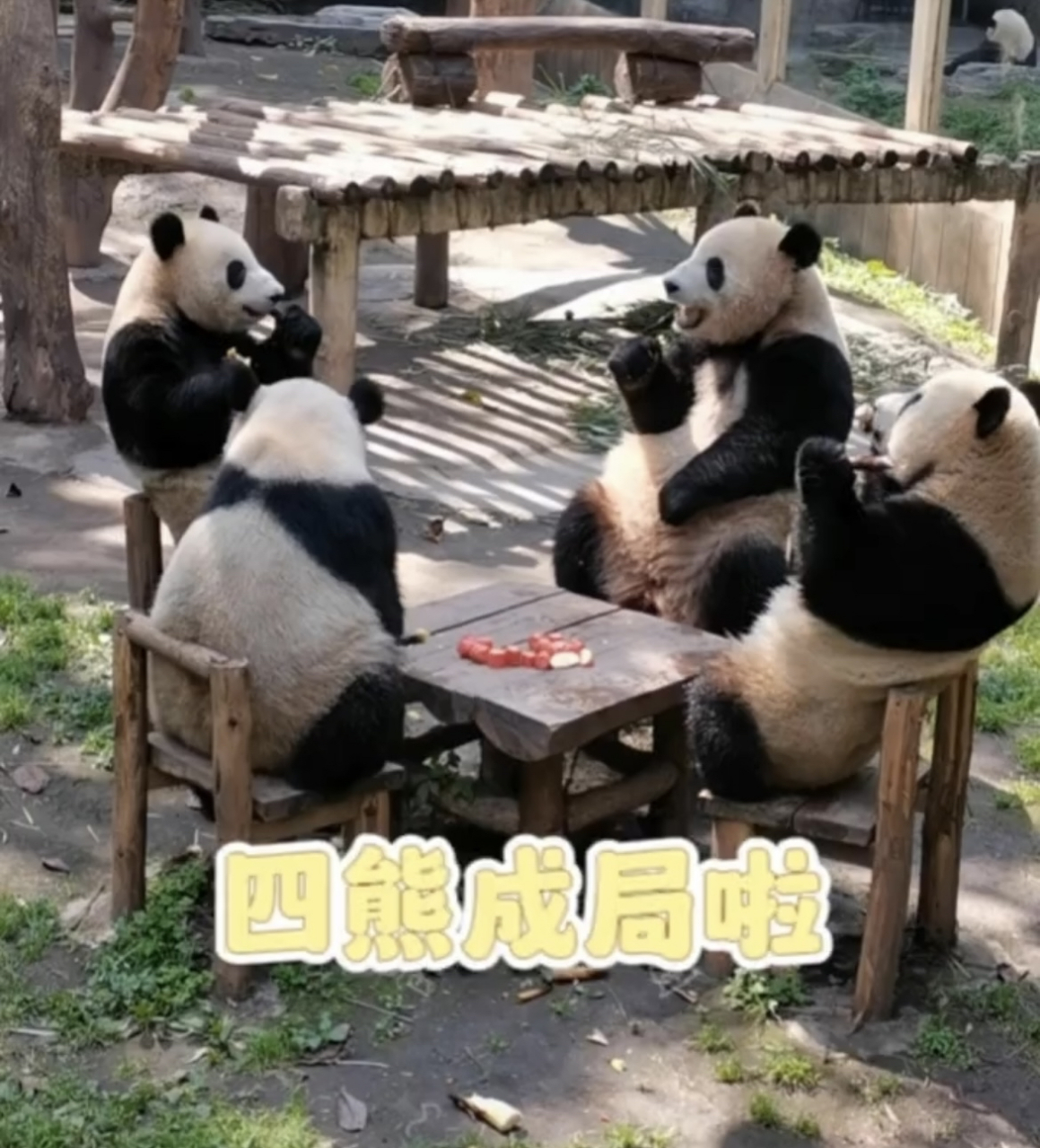 大熊猫都会打麻将了,活久见,这几只熊猫快成精了