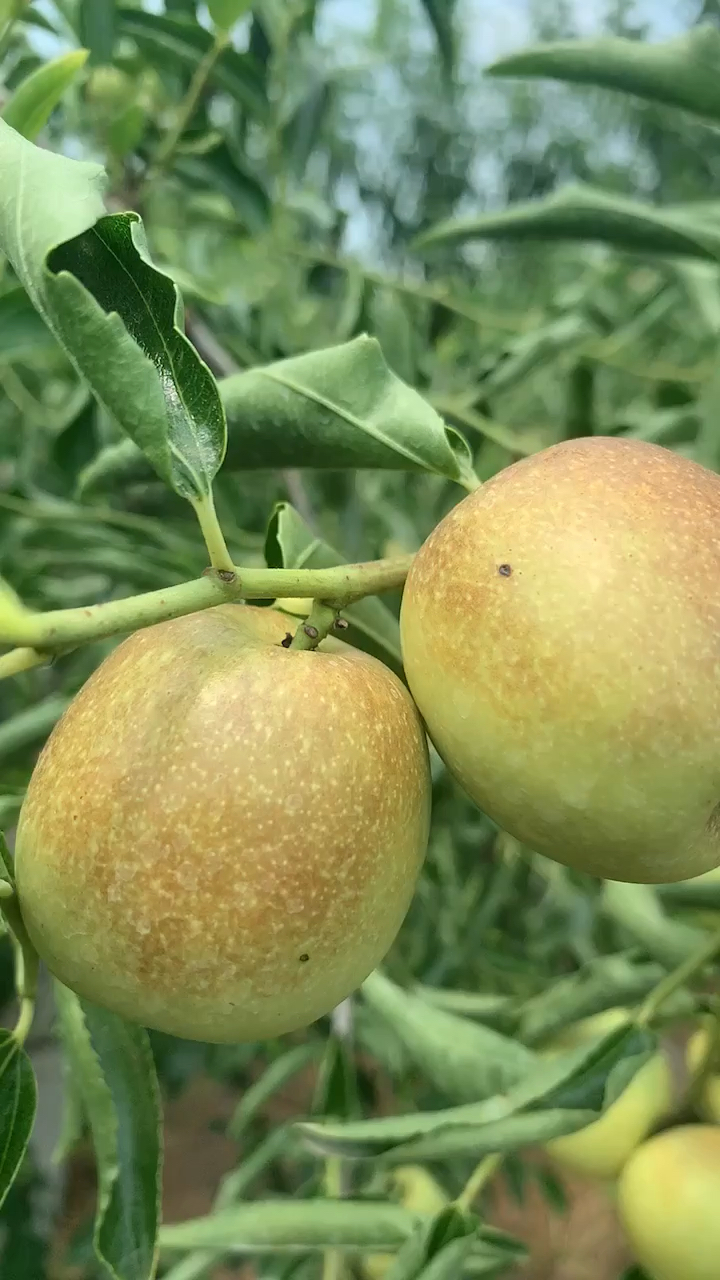 二代冬枣苗 冬枣树苗价格 品种果个大 口感甜脆 硬度高 自花授粉 成活