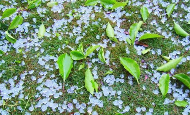 冰雹天氣對果樹的危害及災前,災後防治措施