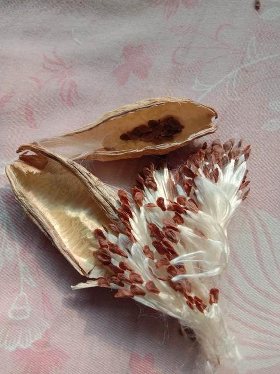 老瓜瓢,应该是记忆里最美的植物了吧,它打着一把小伞,轻盈而柔美的