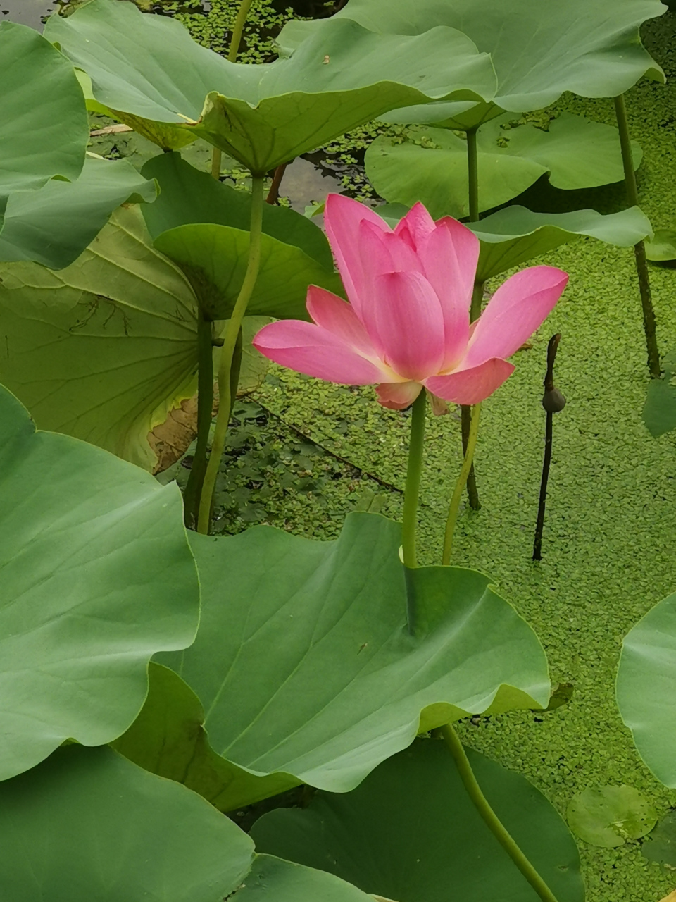 初秋北京护城河里的荷花 "生如夏花之绚烂, 死如秋叶之静美.