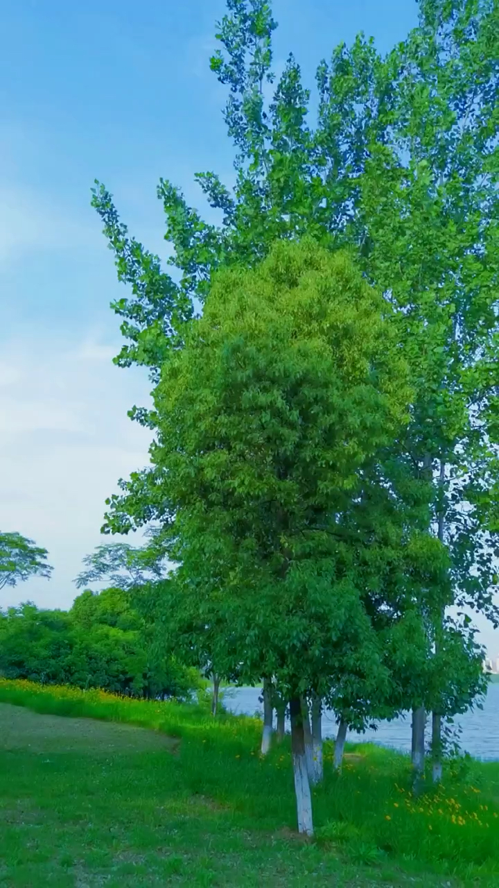 河边的参天大树