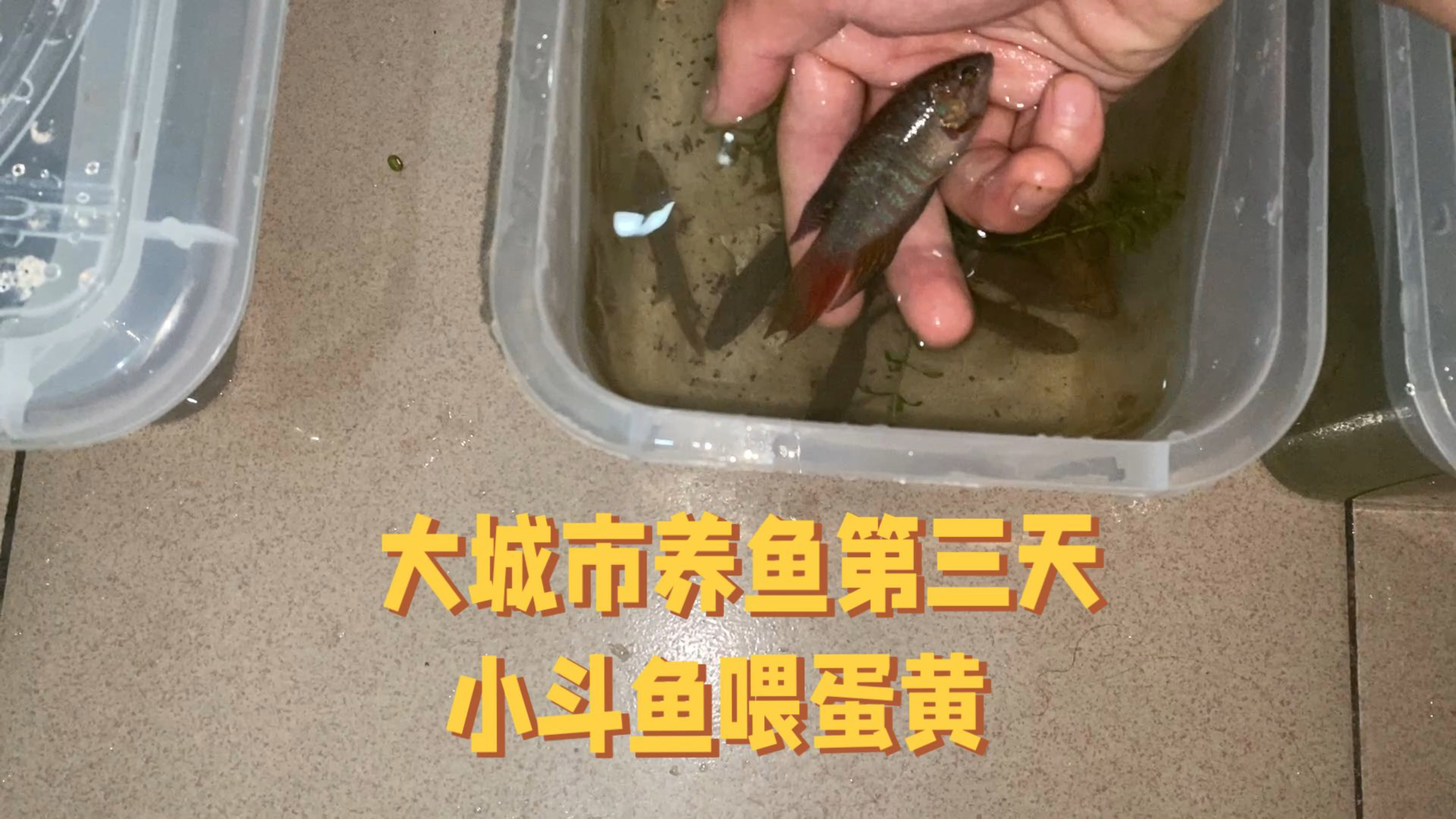 小斗鱼今天开始喂蛋黄了