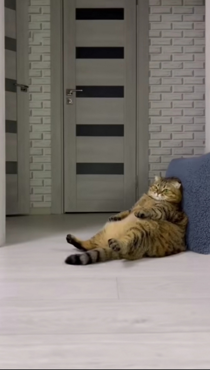 煤气罐猫猫
