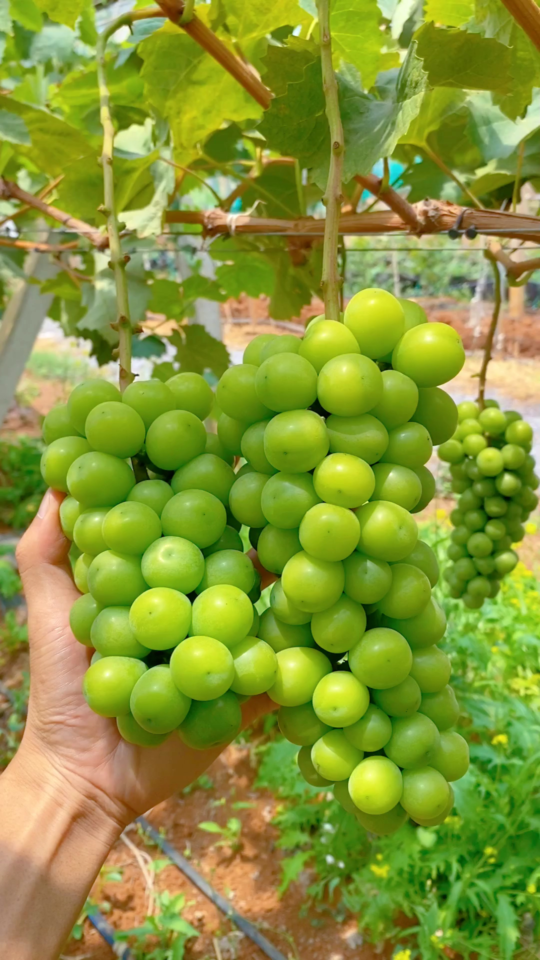 东方明珠葡萄品种介绍图片