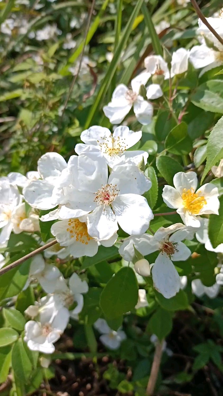 金樱子花,你说果果熟了能摘一箩筐吗?