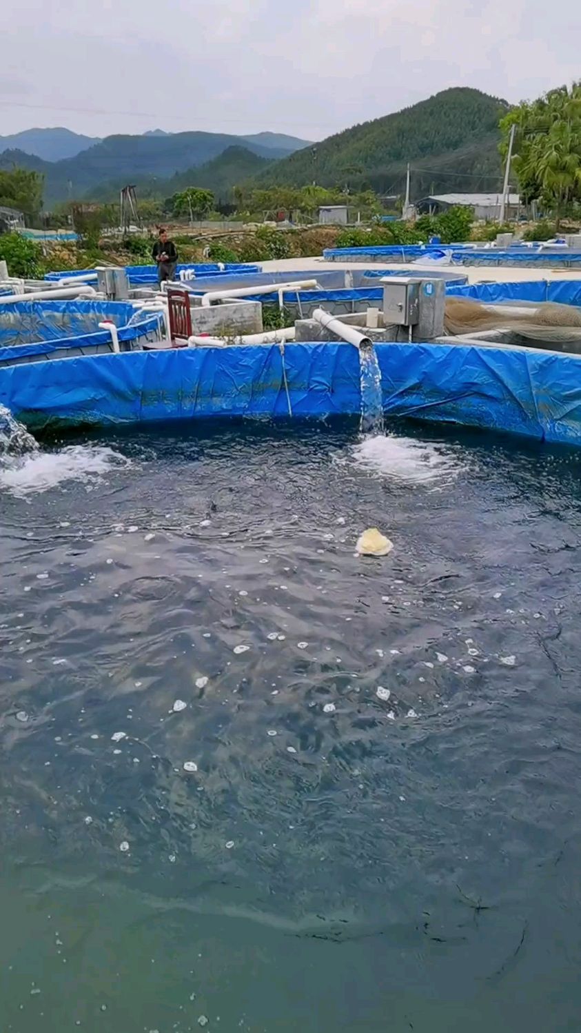 高密度水产养殖的看过来