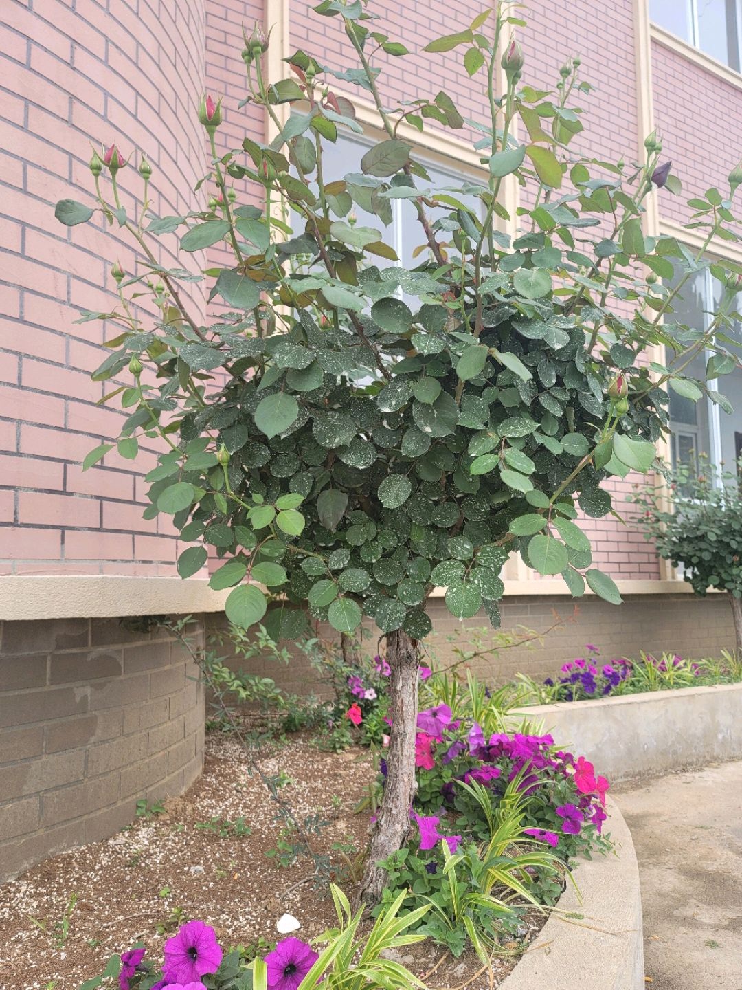 月季品名(绯扇)