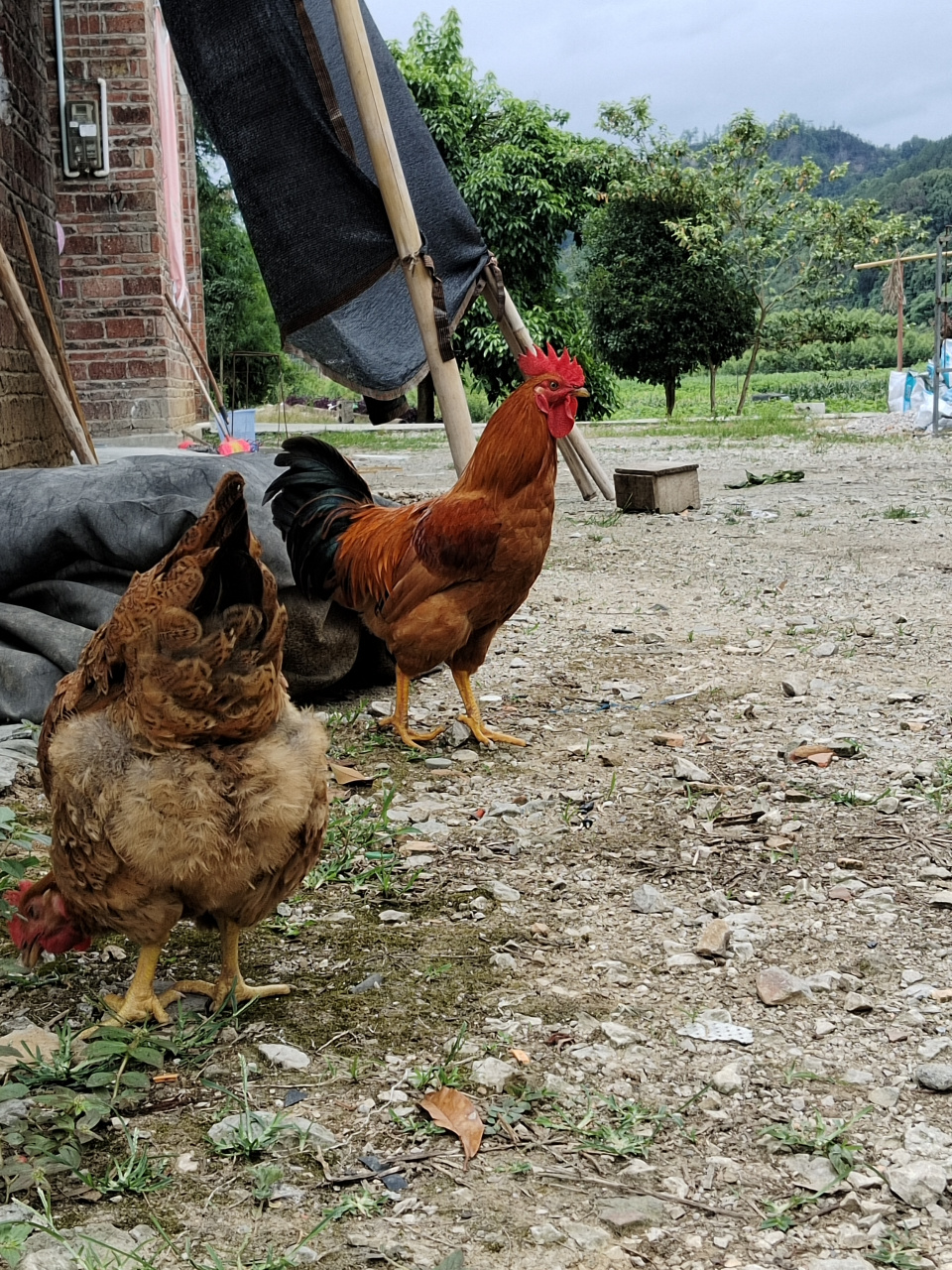 霸王鸡的后代小霸王已经成年了,现在他正在慢慢的长大,可以踩母鸡