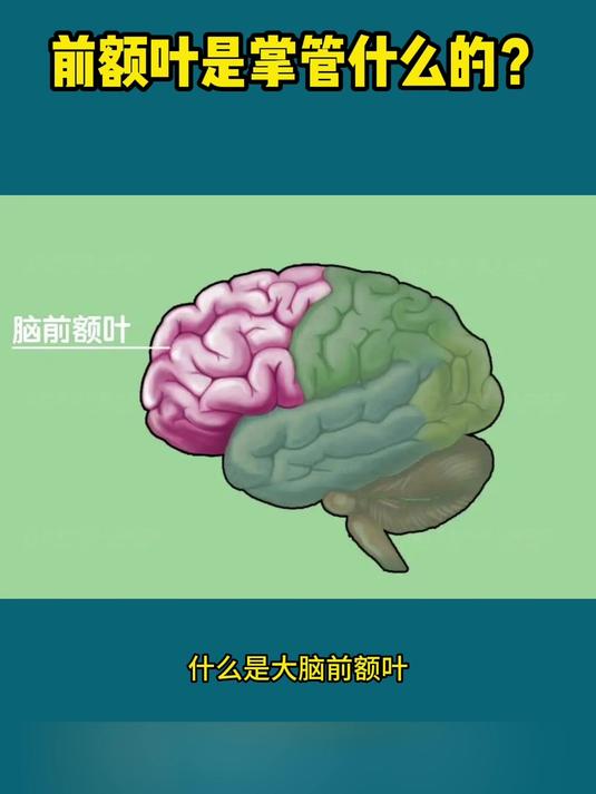成都多动症专注:大脑前额叶是干什么的?非常重要!