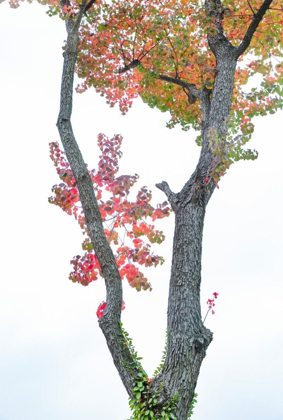 满院秋香一树风