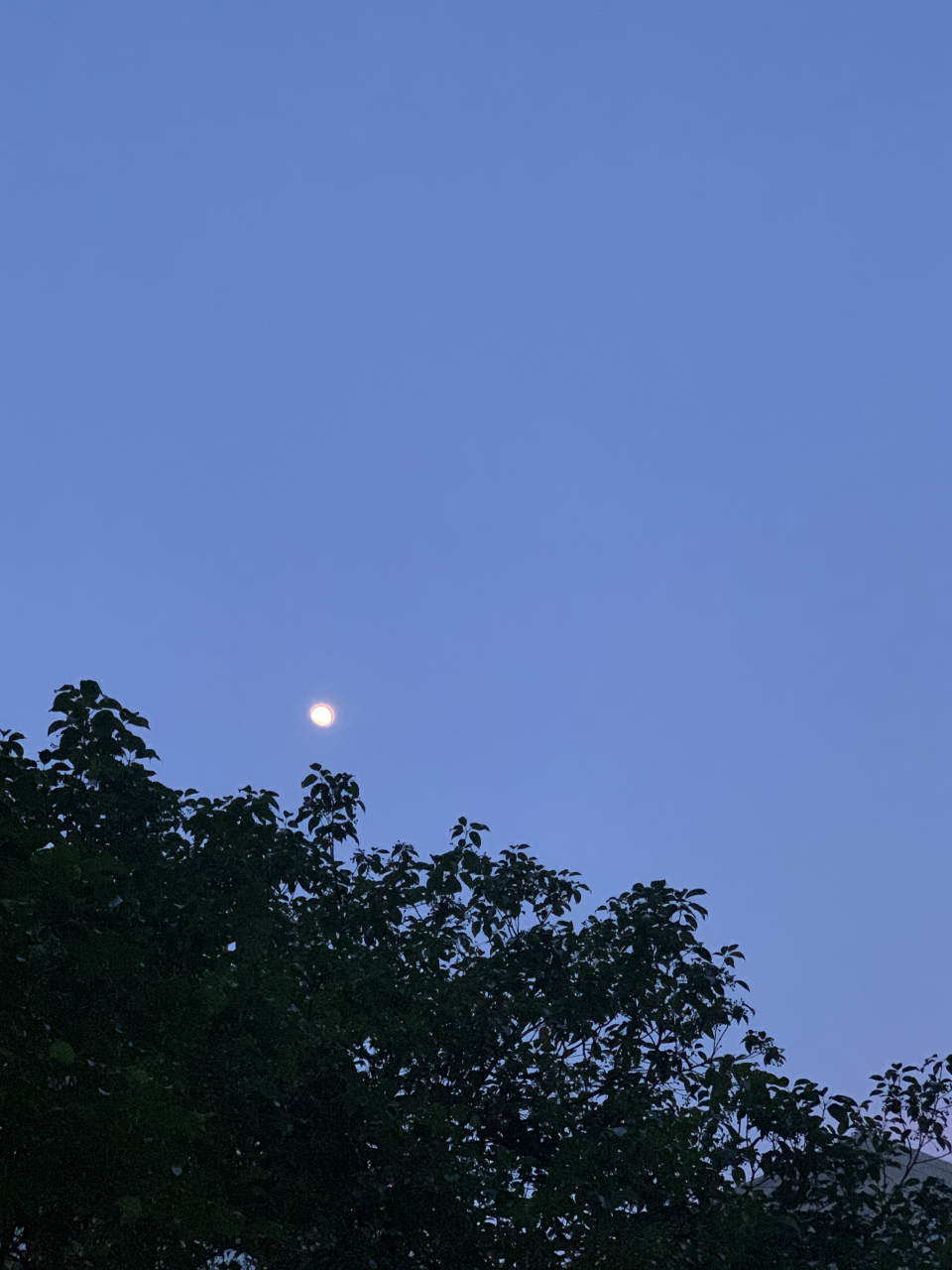 银白色的月亮和一切万物都很般配,色彩和谐地盛放在这初夏时节78