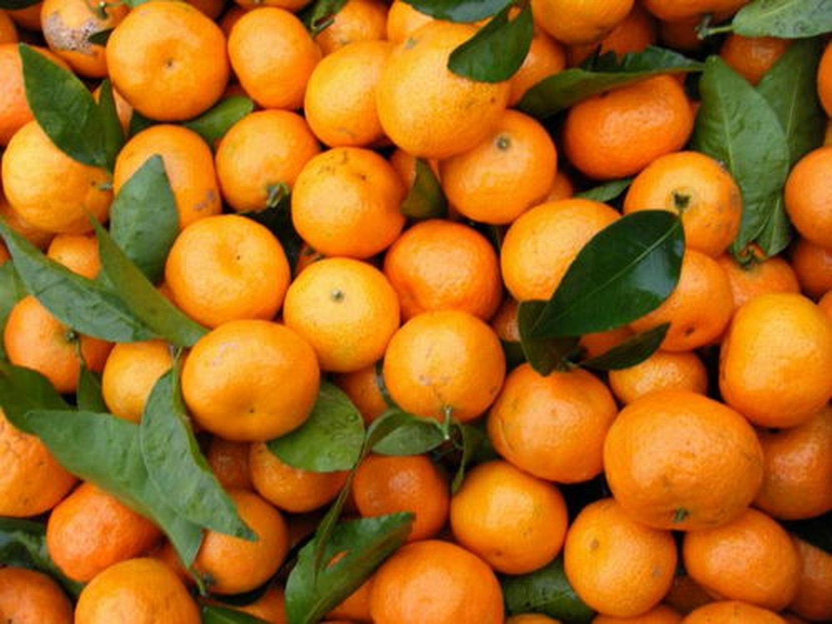 广西桂林水果——砂糖橘#  砂糖橘,是广西桂林的一种小型果皮薄具有