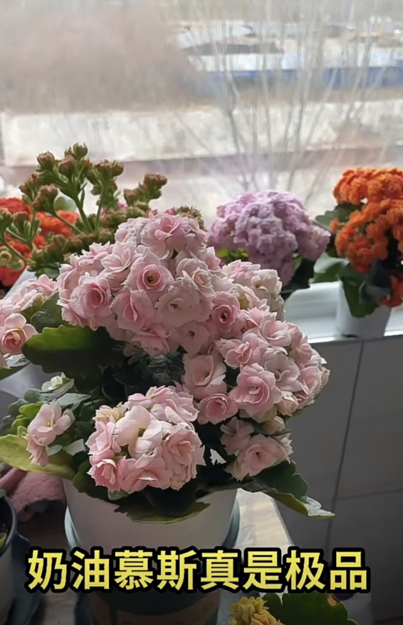 长寿花"奶油慕斯"真是极品 它这个样子,已经持续一个多月了 小身体,大