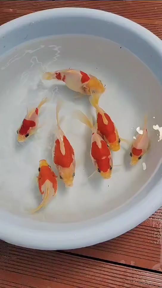 佐藤小玉鲭是不像鎏金