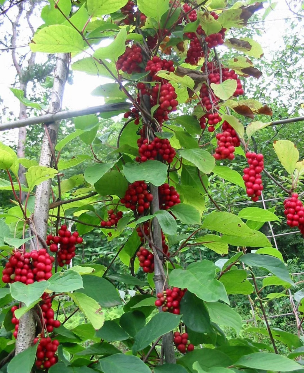 这个是不是野葡萄?