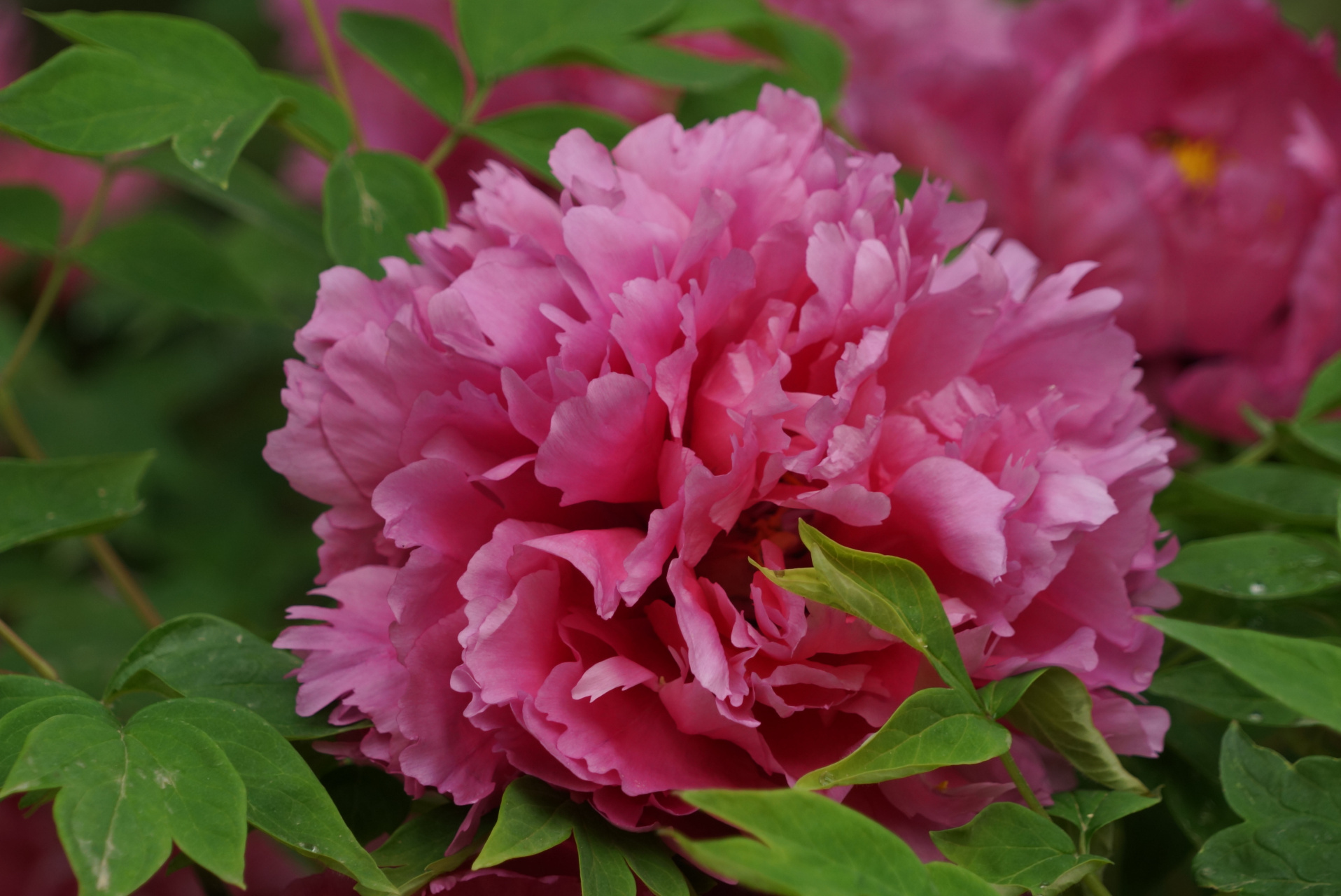 九月动态激励计划# 牡丹——酒醉杨妃  有一种牡丹叫"杨妃醉酒","