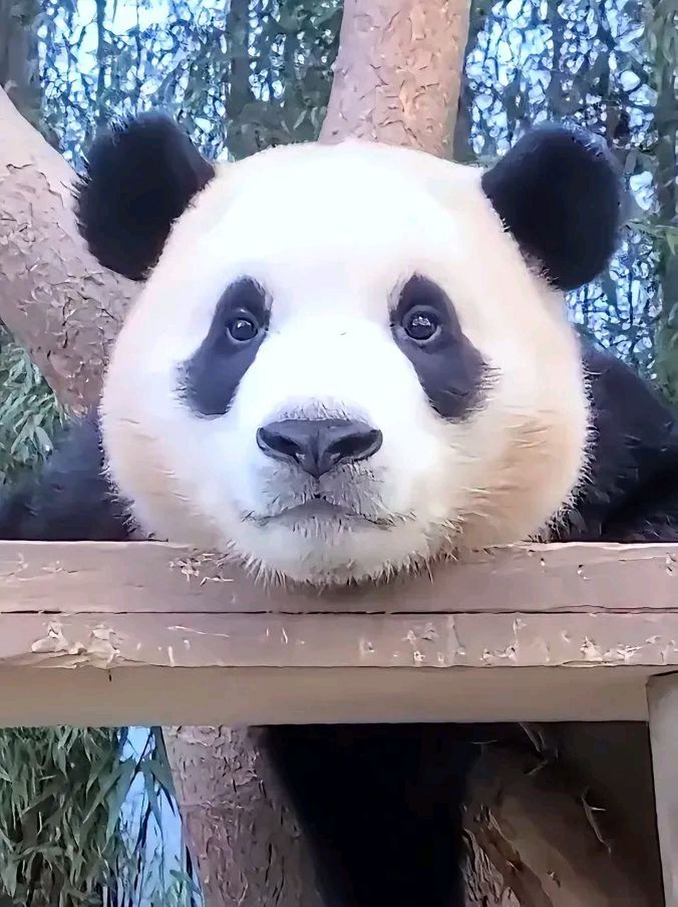 大熊猫# 福宝,你的每张照片我都保存着,真心不希望你回国,真担心你