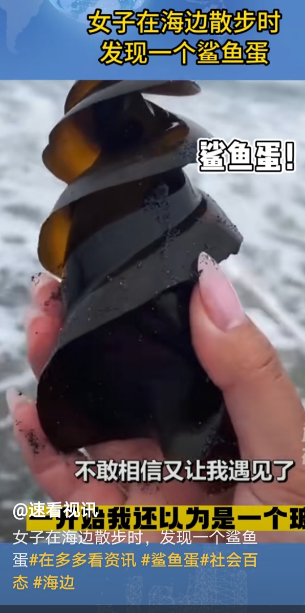 这鲨鱼蛋怎么越看越怪,电竞毒龙转