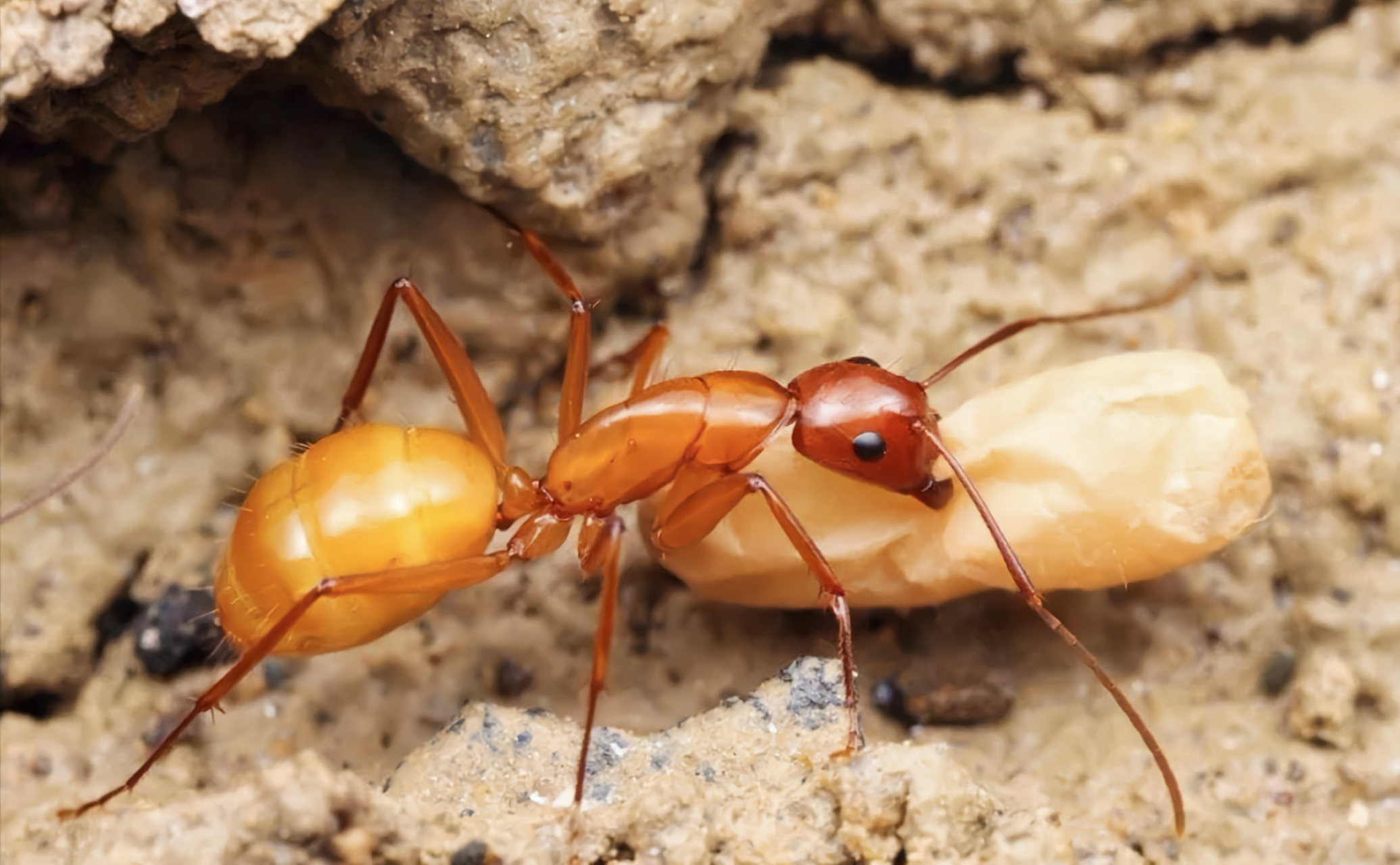 每天认识一种昆虫——中亚弓背蚁 中亚弓背蚁别名全黄土耳其弓背蚁