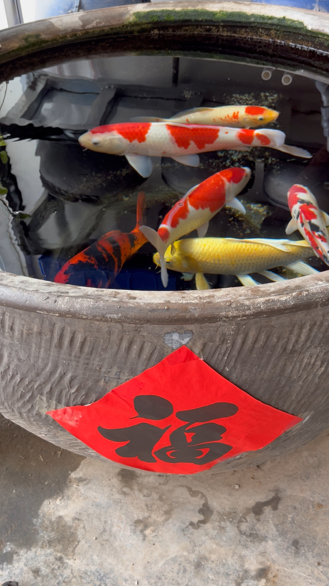 春天来了,万物复苏,锦鲤鱼也要进入高投喂季了,大水缸养锦鲤好看又