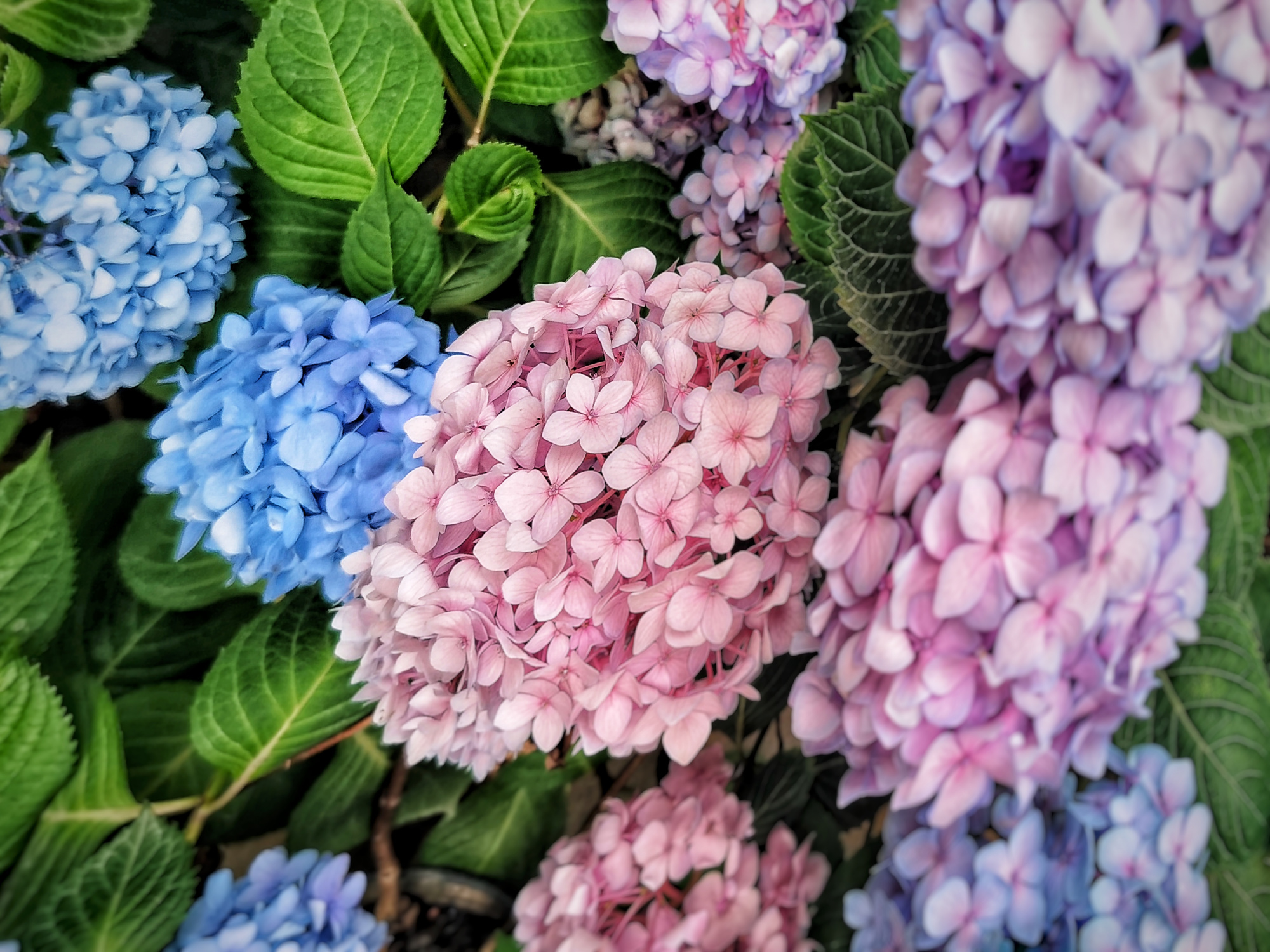 动漫里与樱花齐名的紫阳花