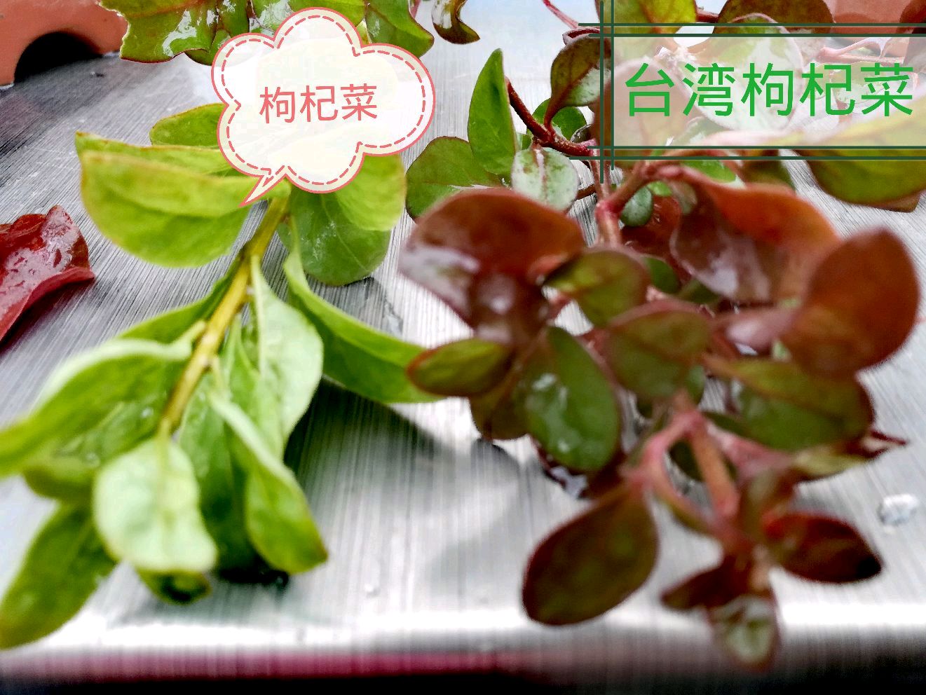 台湾杞子菜,既营养好吃,又好看!