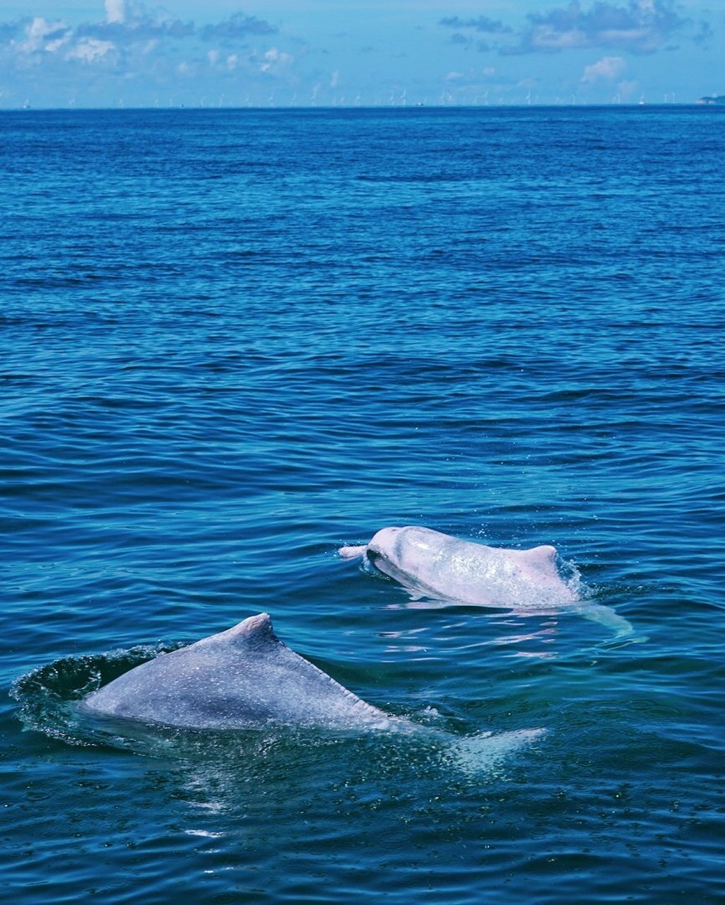 中华白海豚在广东阳江海域现身.