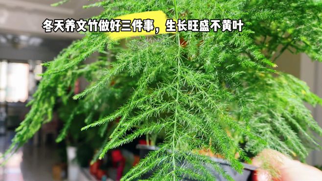12月養好文竹，做好三件事情！