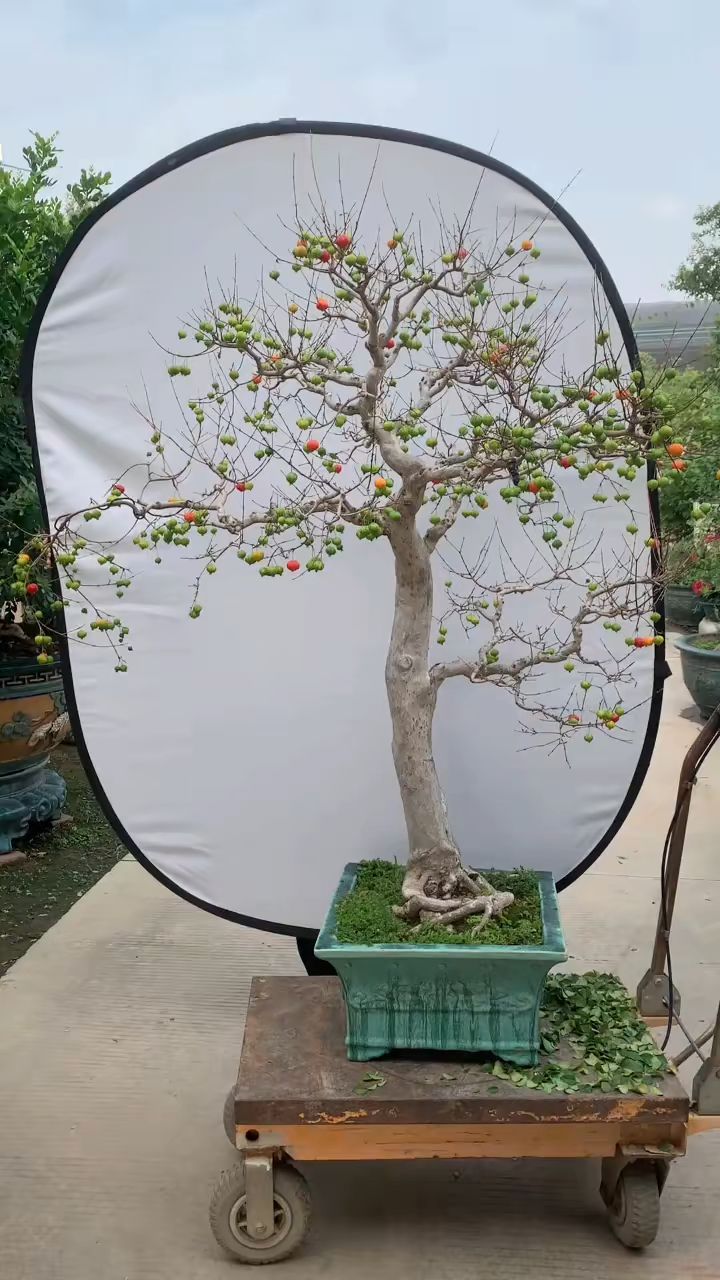 挂满果的一棵番樱桃盆景作品,漂亮吗?