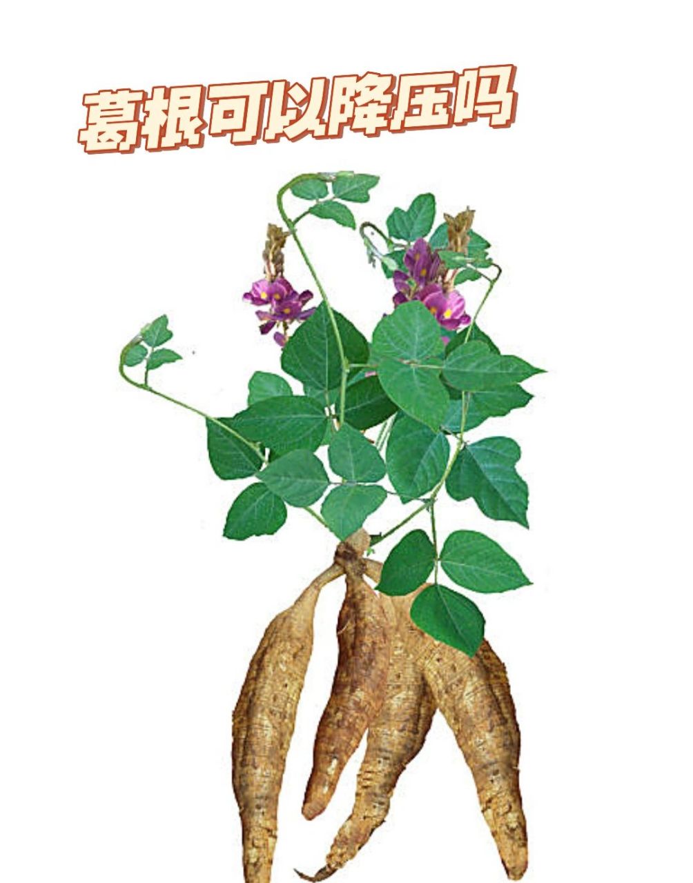 葛根的功效与作用 葛根粉有助于心脑血管健康,能够起到降低心率,降低