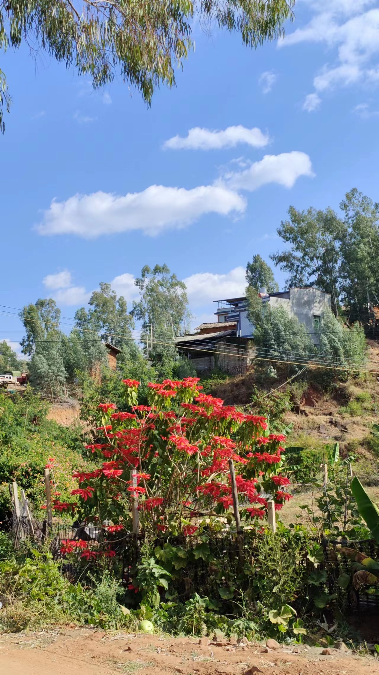 元谋县老城乡移风易俗让乡村劲吹文明风